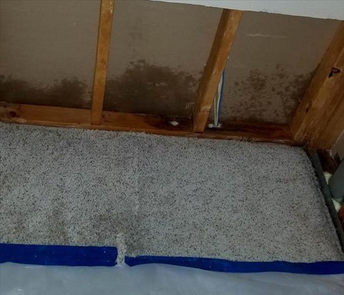 Carpets with mold on them. 