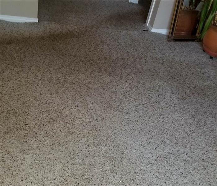 Carpet soaked from water damage. 