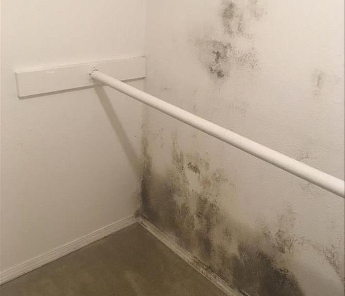 White wall covered in dark mold spots. 