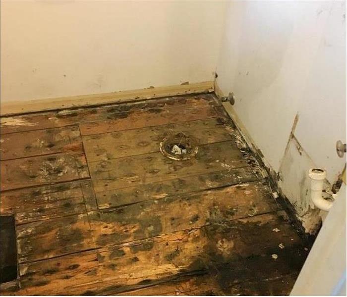 Mold Damage on Floor in Bathroom